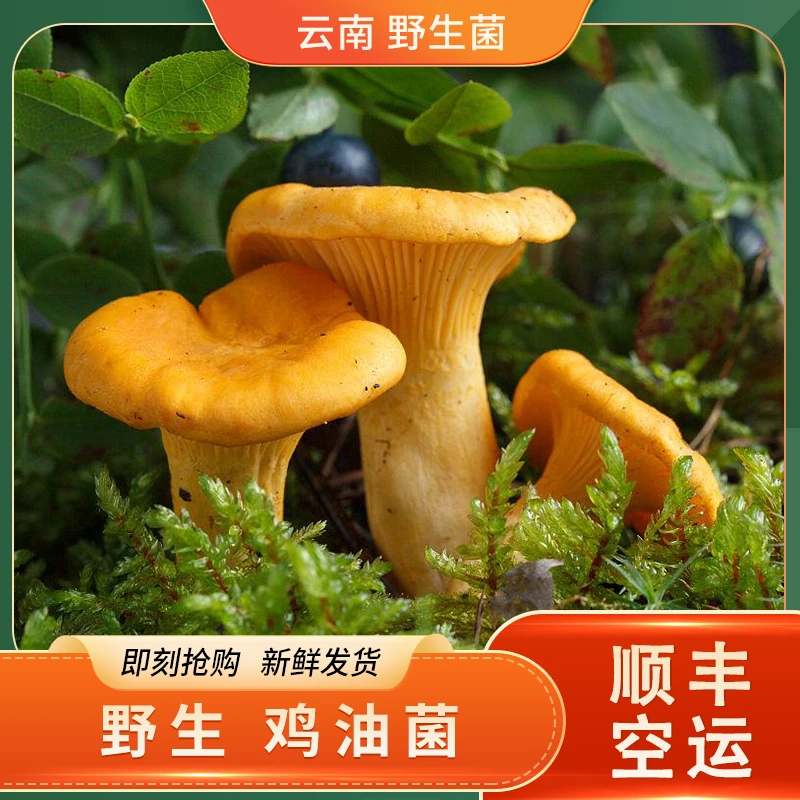 云南野生鲜美鸡油菌黄丝菌正宗野生山珍