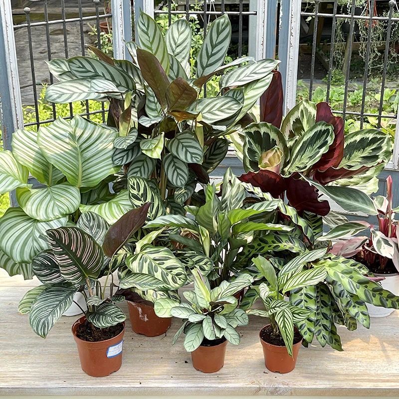 桌面绿植小盆栽【随机一盆】