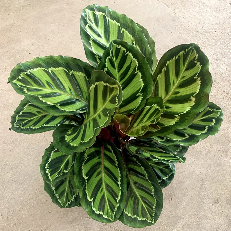 美丽竹芋 盆栽花卉绿植防辐射吸甲醛净化空气