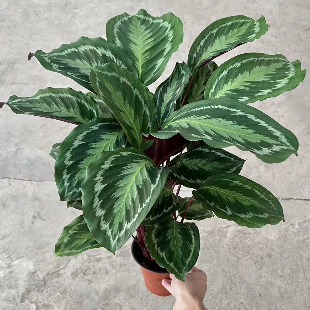 新美丽竹芋 室内观叶植物四季常青盆栽花卉绿植
