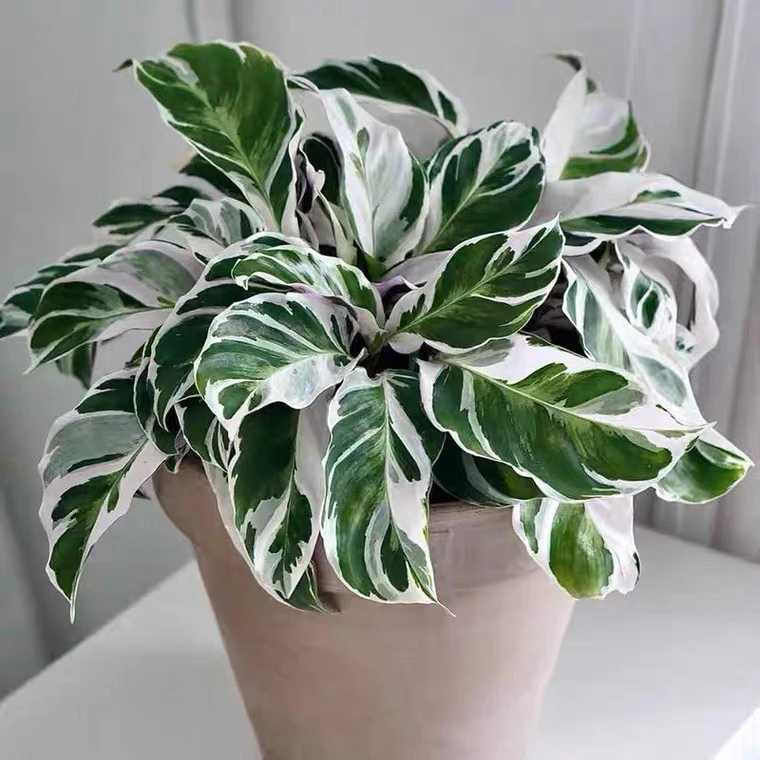 白油画竹芋 室内观叶植物盆栽花卉绿植