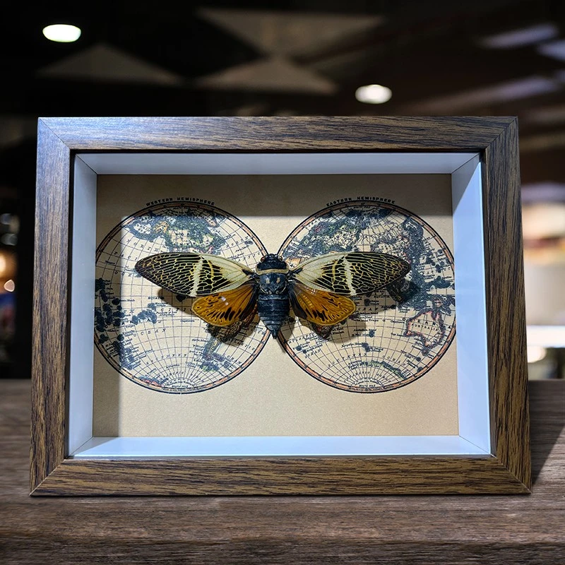 蝉宝岛蝉展翅昆虫标本装饰画桌面摆件立体挂画动物工艺品送礼物