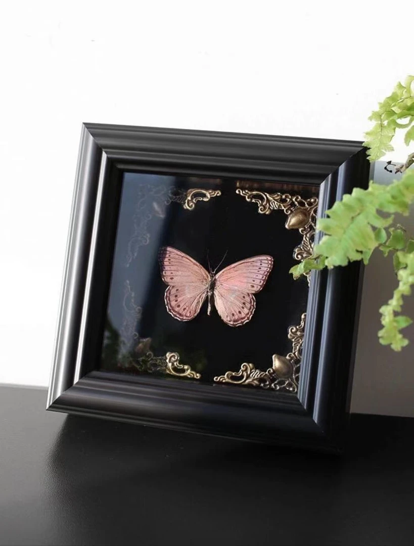 直播紫星蛱蝶紫色蝴蝶标本摆件4寸方框女友生日礼物家居装饰搭配