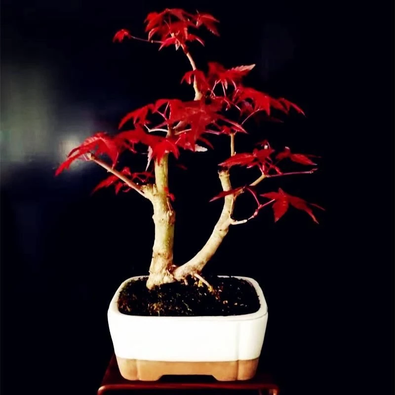 红枫树苗盆栽四季红花卉阳台庭院绿植物别墅风景树耐寒红枫树盆景