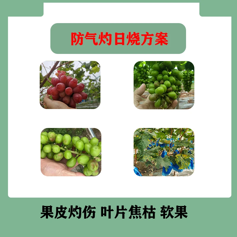 叶片焦枯果皮灼伤软果 防气灼日烧喷施方案