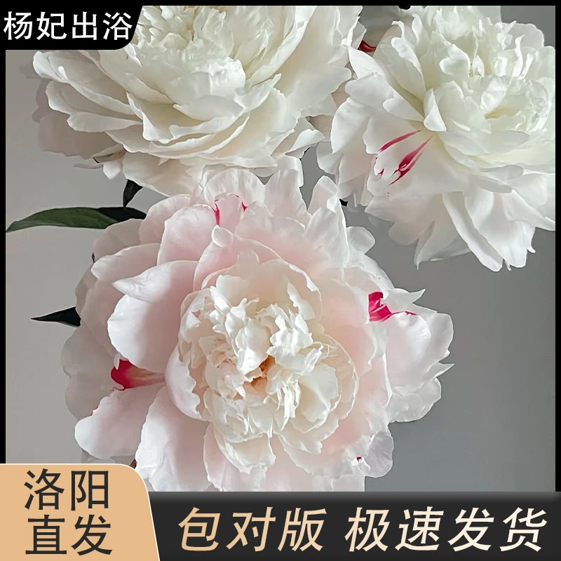 【杨妃出浴】白粉红色点缀观赏性芍药花拍下现货发货