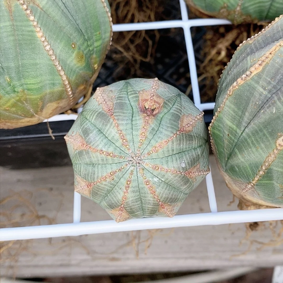 闪****r布纹球精品一级灯牌