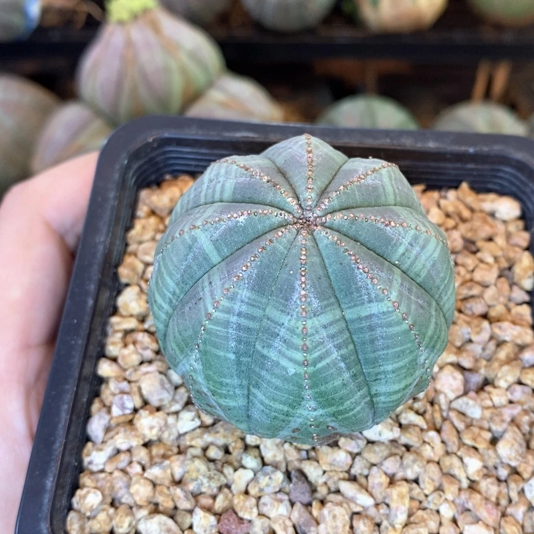 欧系实生布纹球多肉植物