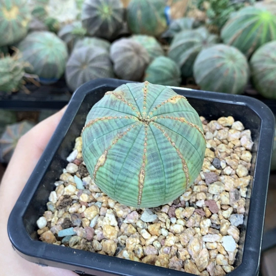 欧系实生布纹球多肉植物