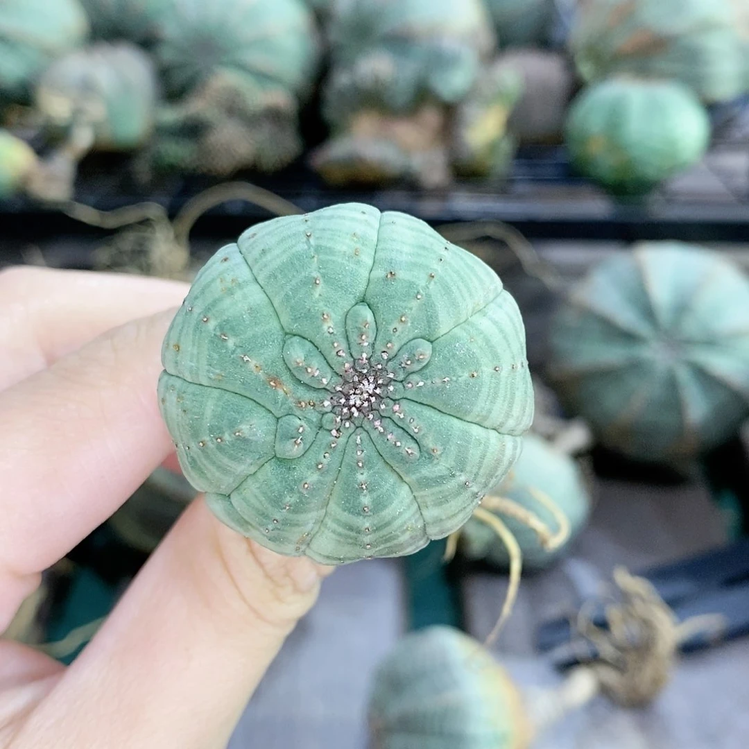 欧系实生布纹球精品