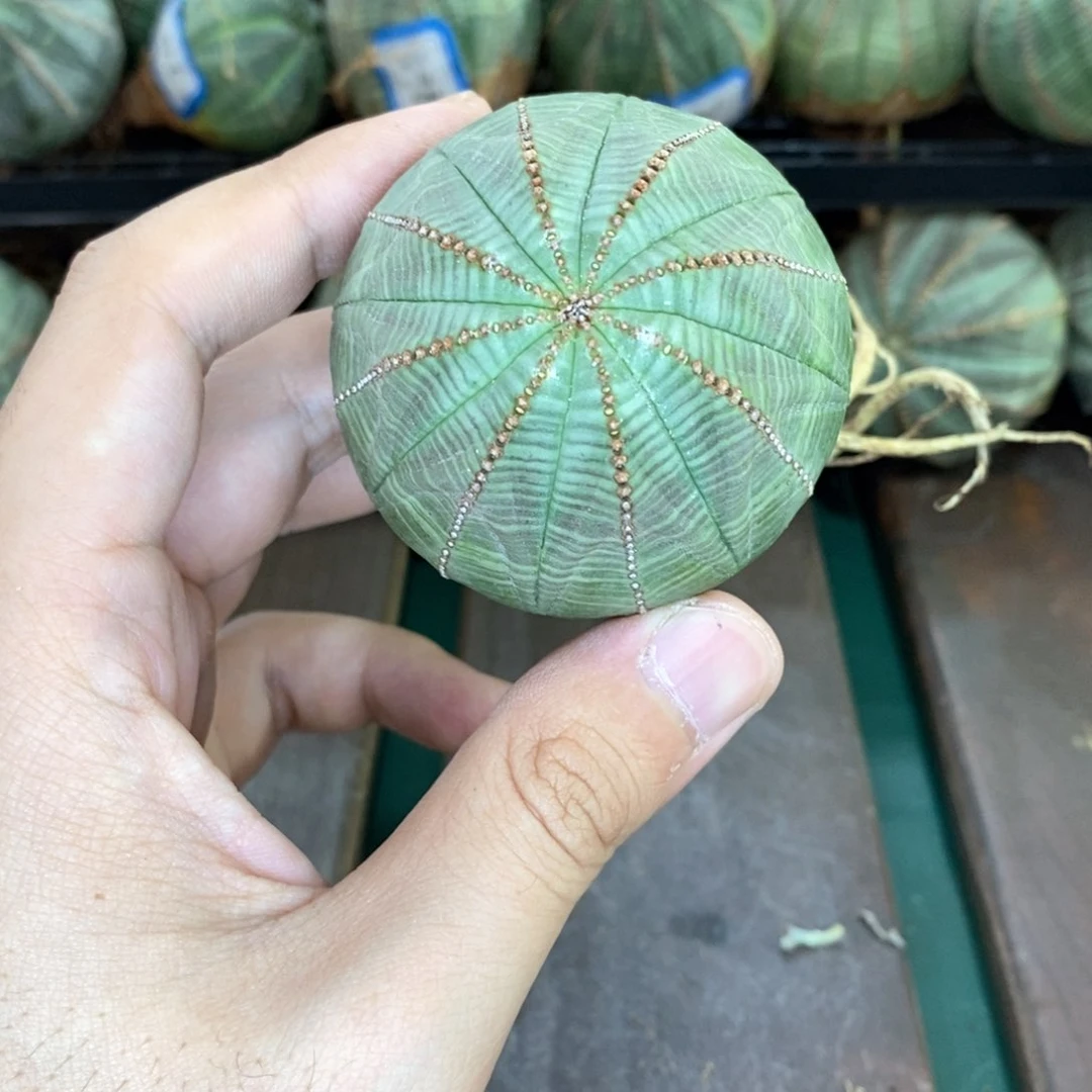 欧系实生布纹球多肉植物