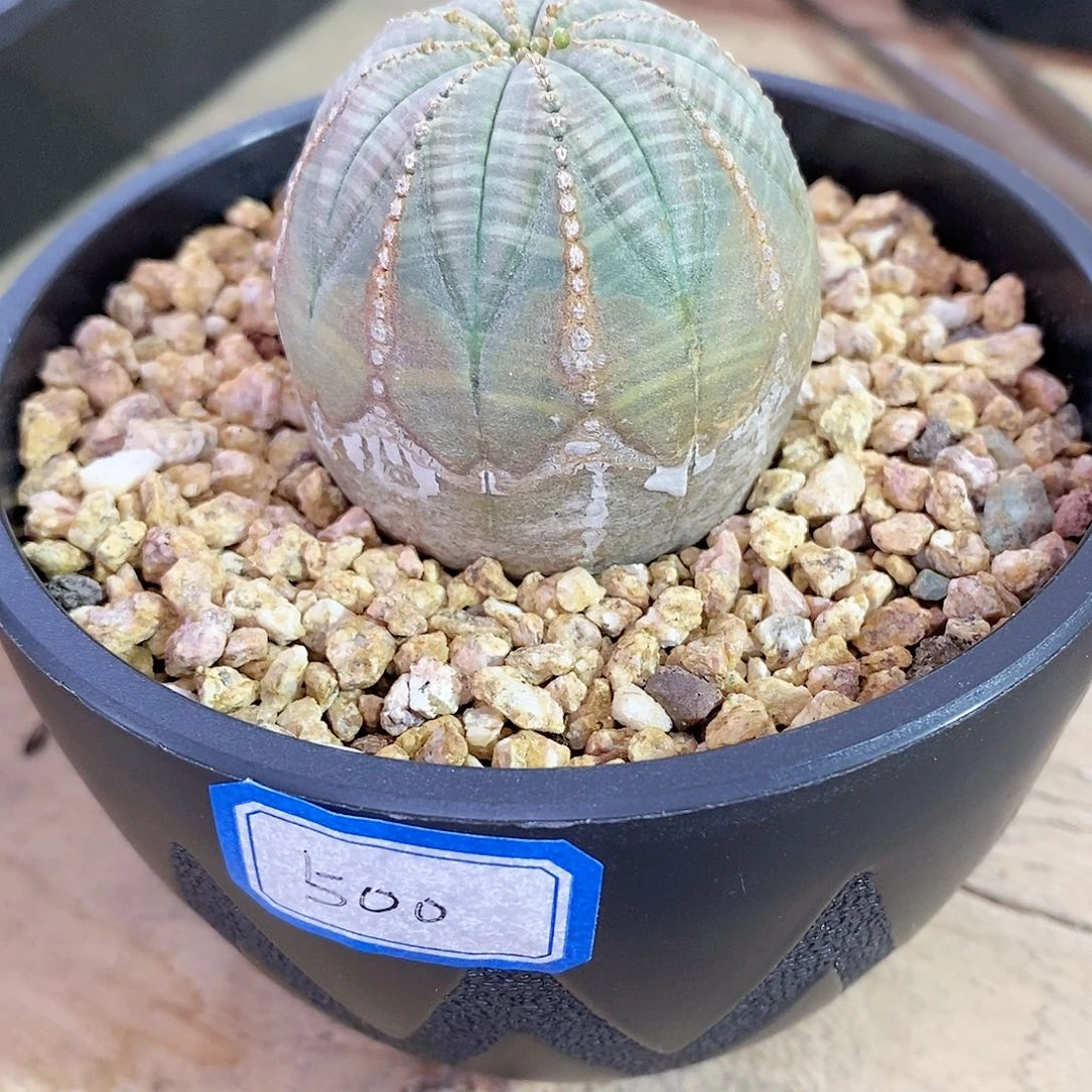 欧系实生布纹球精品