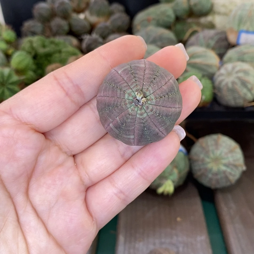 欧系实生布纹球多肉