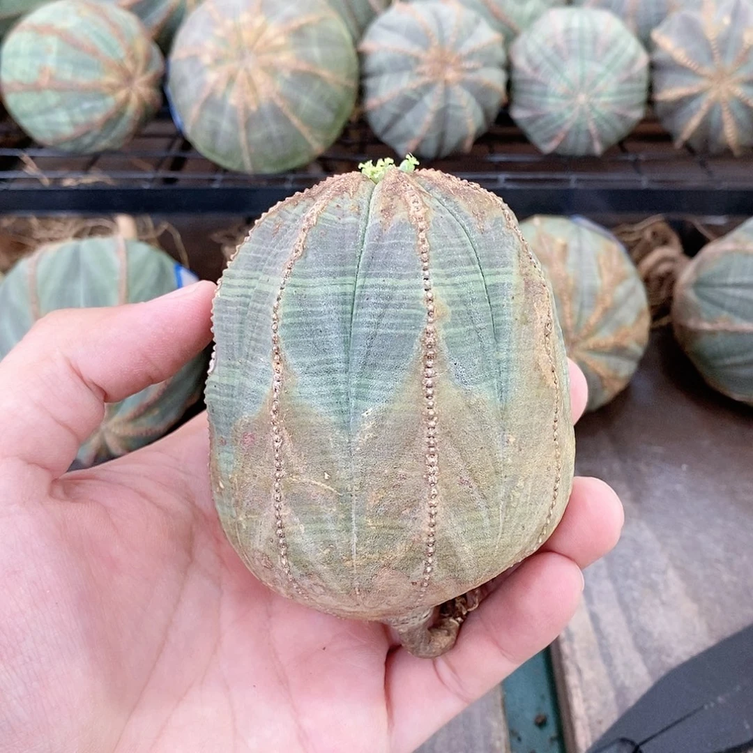 欧系实生布纹球多肉植物