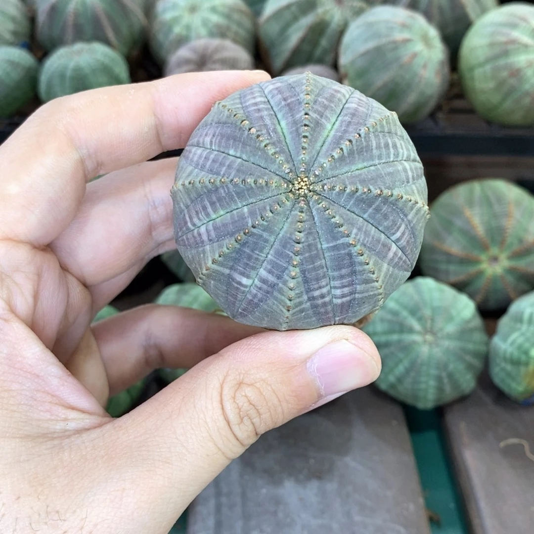 欧系实生布纹球多肉植物