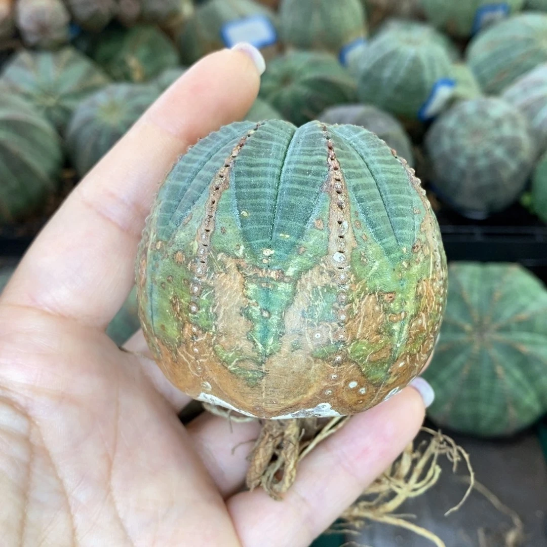 欧系实生布纹球多肉