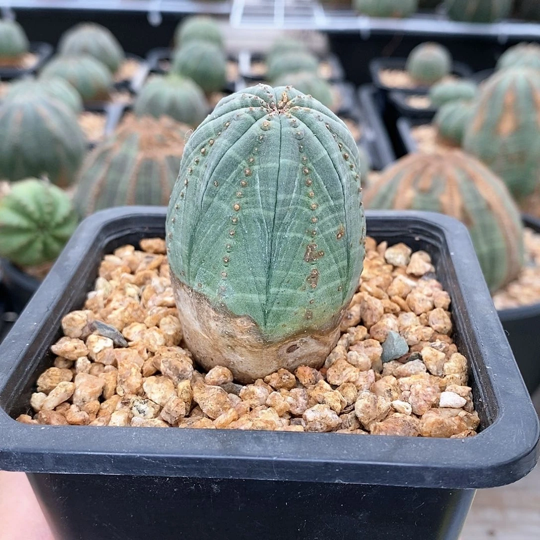 欧系实生布纹球精品