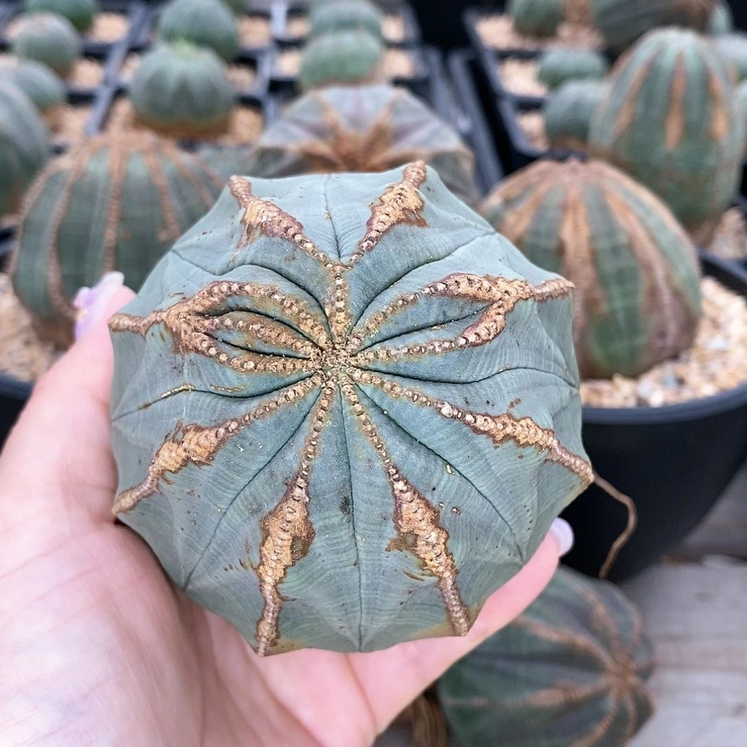 欧系实生布纹球多肉