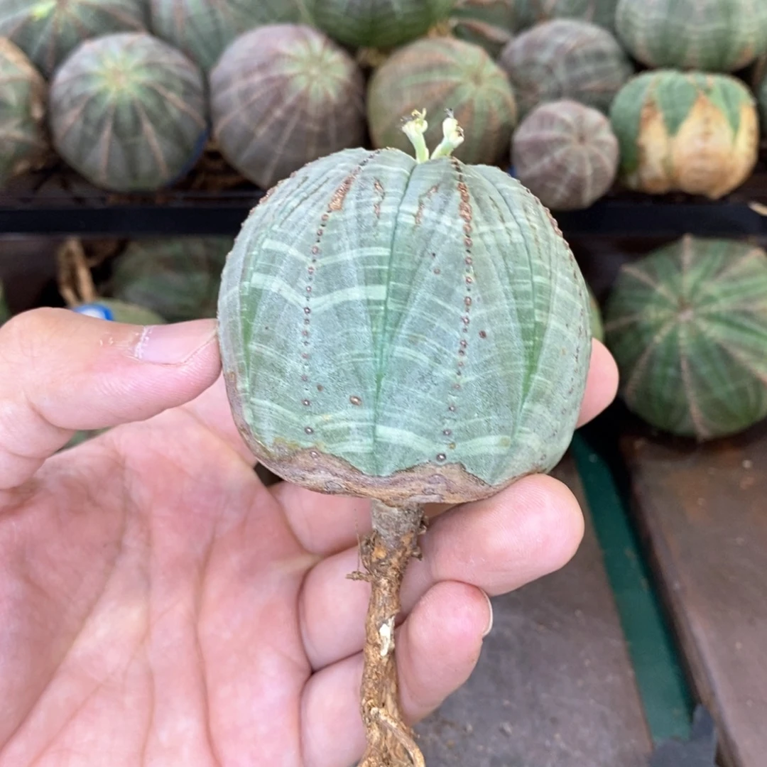 欧系实生布纹球多肉植物