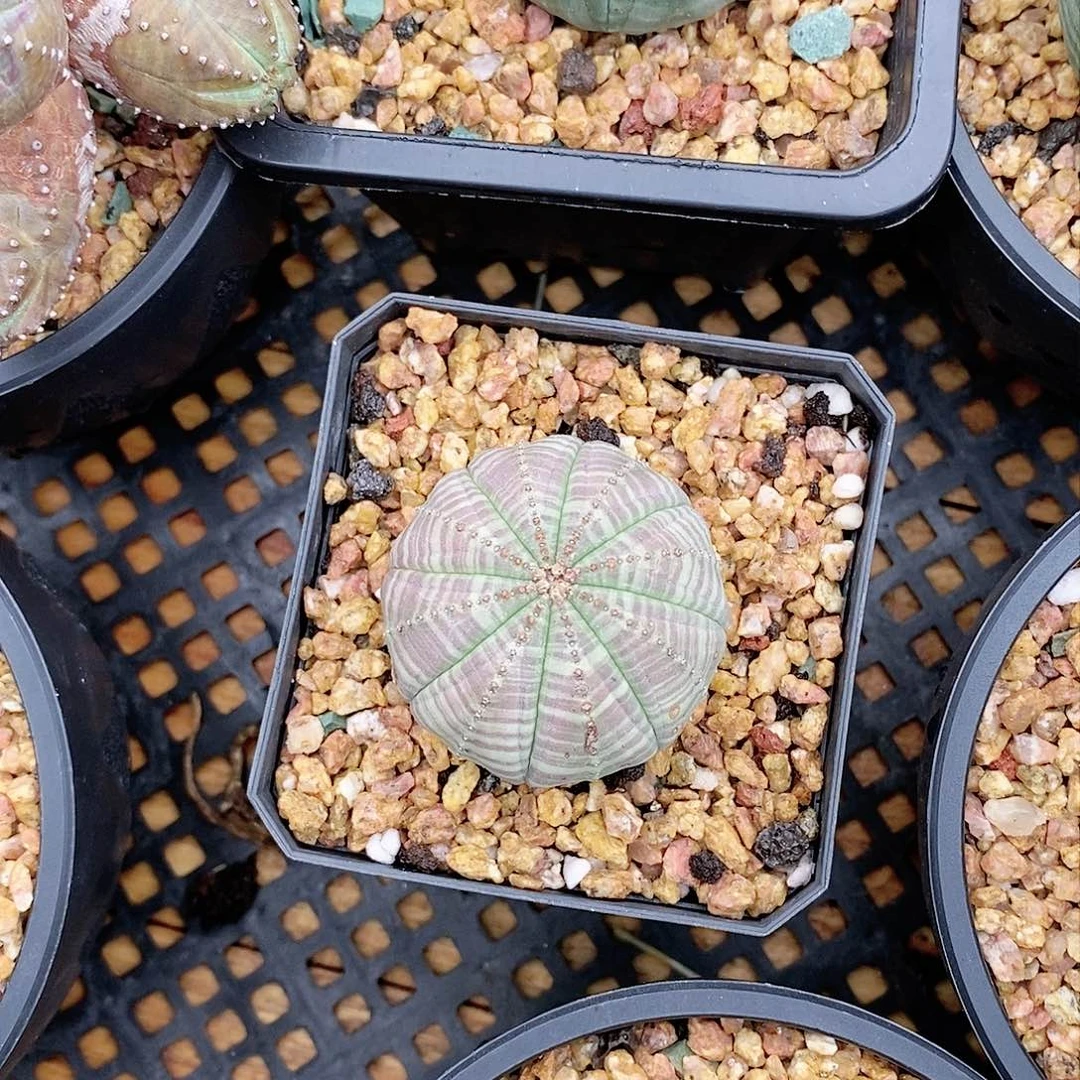 欧系实生布纹球多肉植物