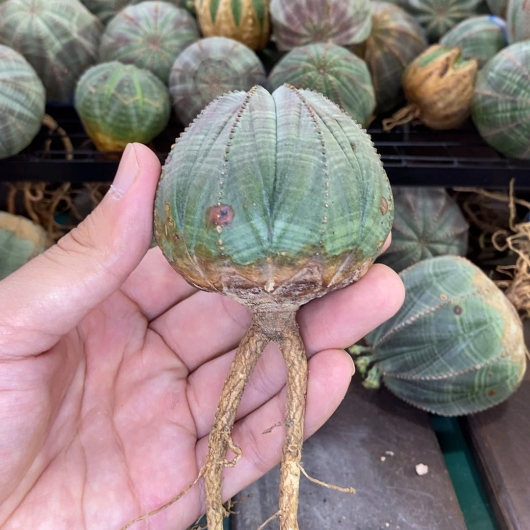 欧系实生布纹球精品多肉