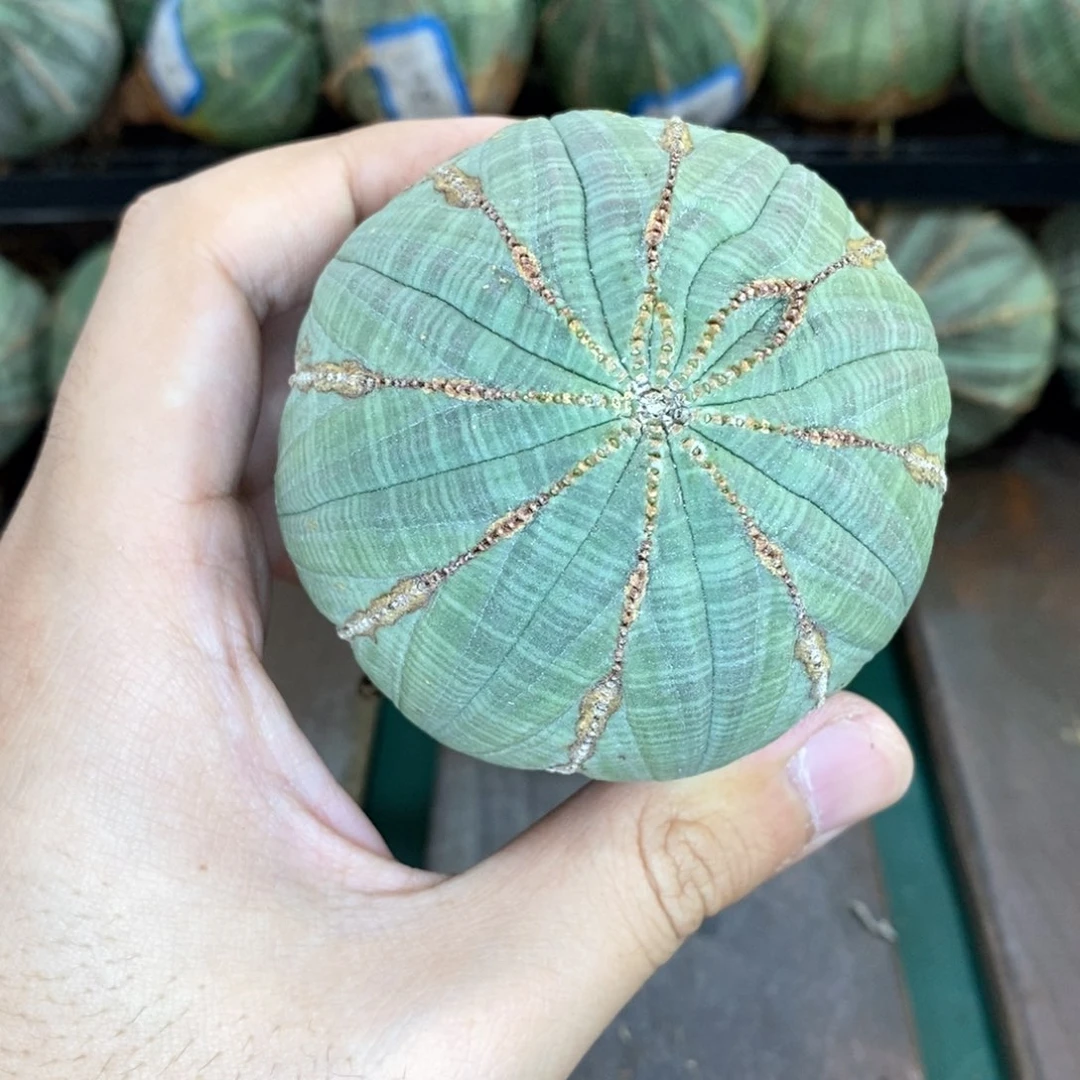 欧系实生布纹球多肉植物