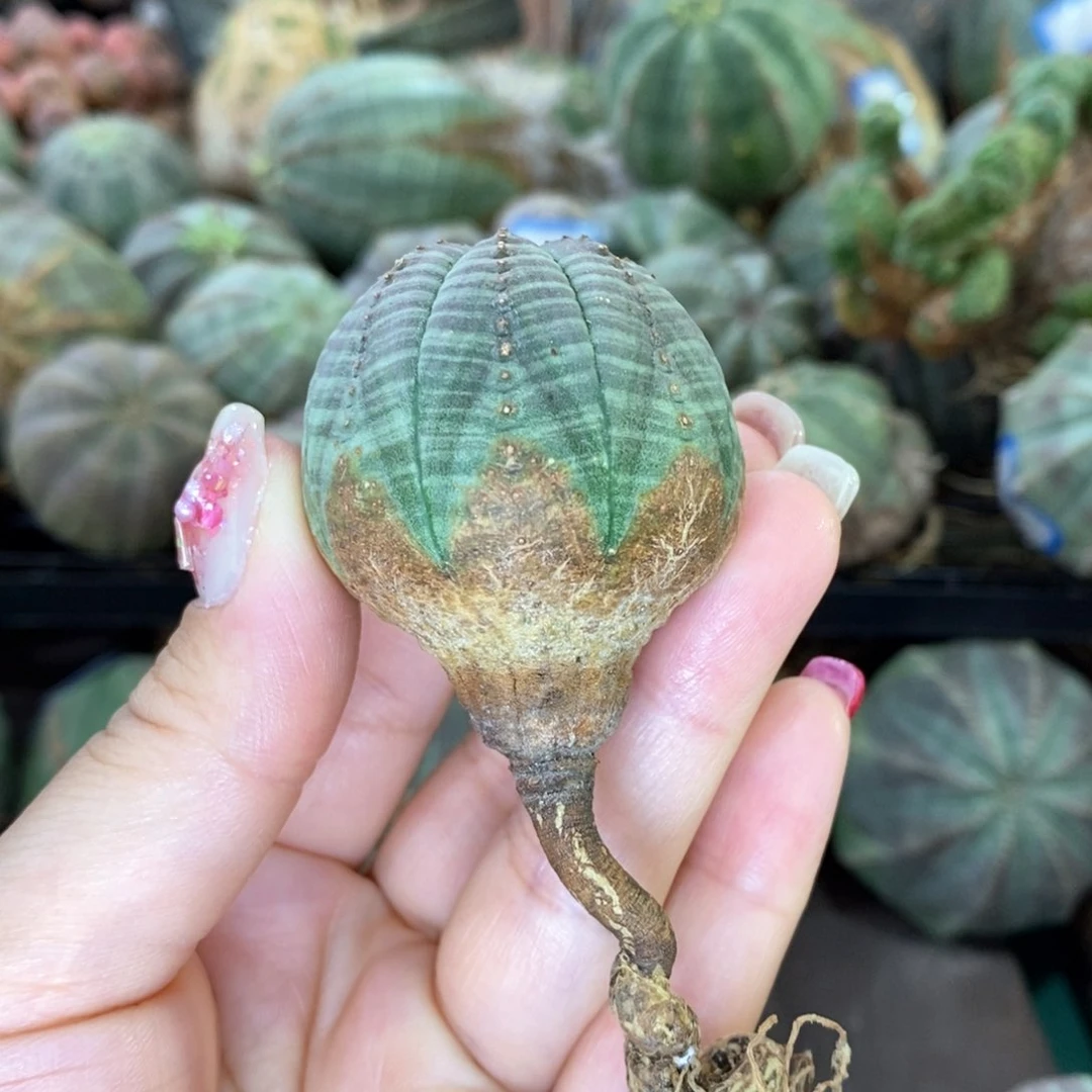 欧系实生布纹球多肉