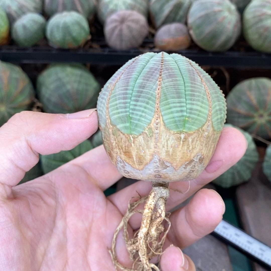 欧系实生布纹球多肉植物