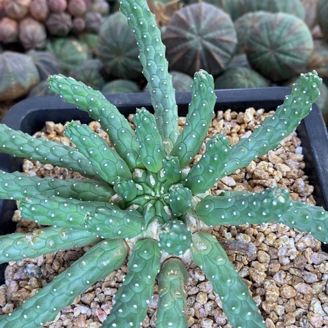 欧系实生布纹球多肉