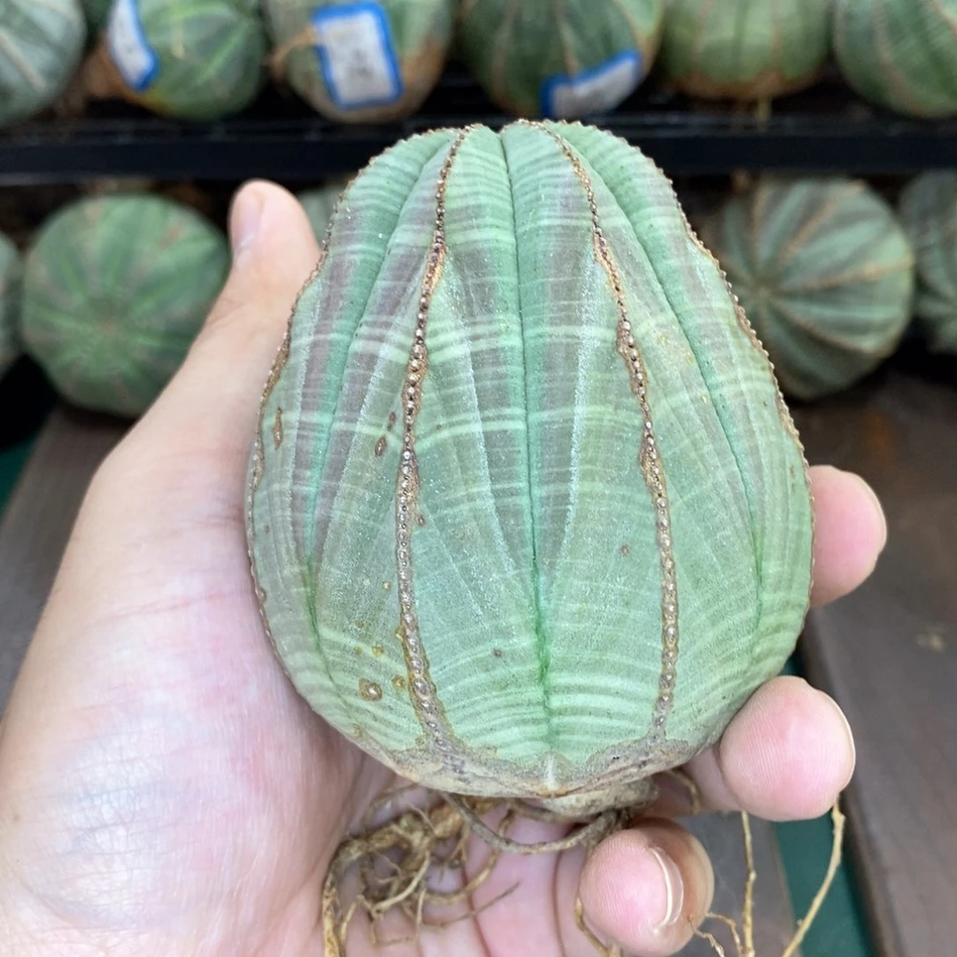 欧系实生布纹球多肉植物