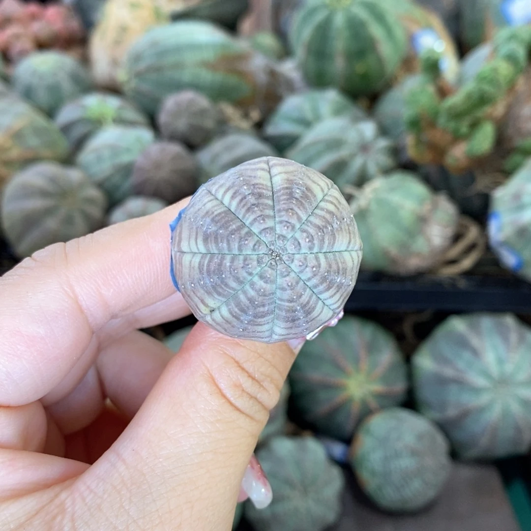 欧系实生布纹球多肉