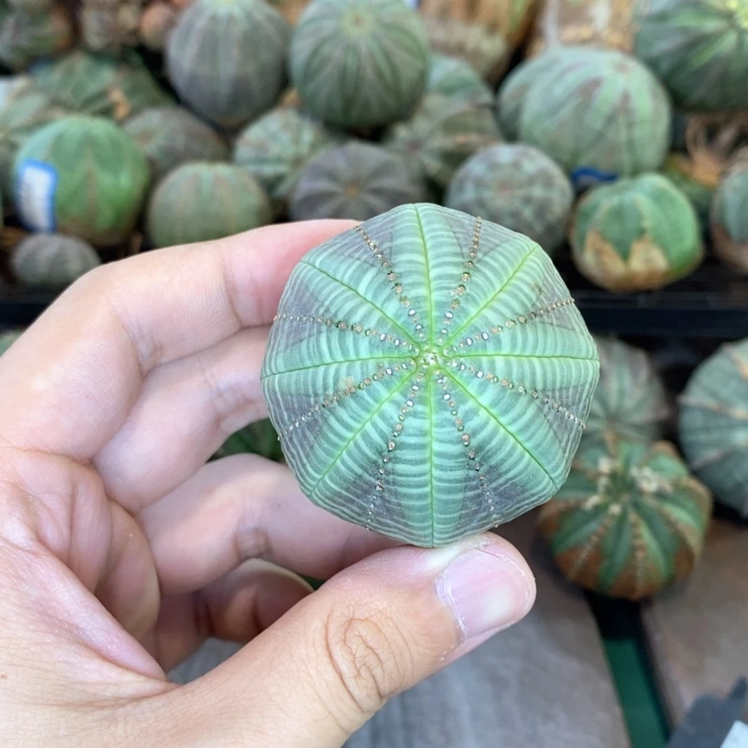 欧系实生布纹球多肉植物