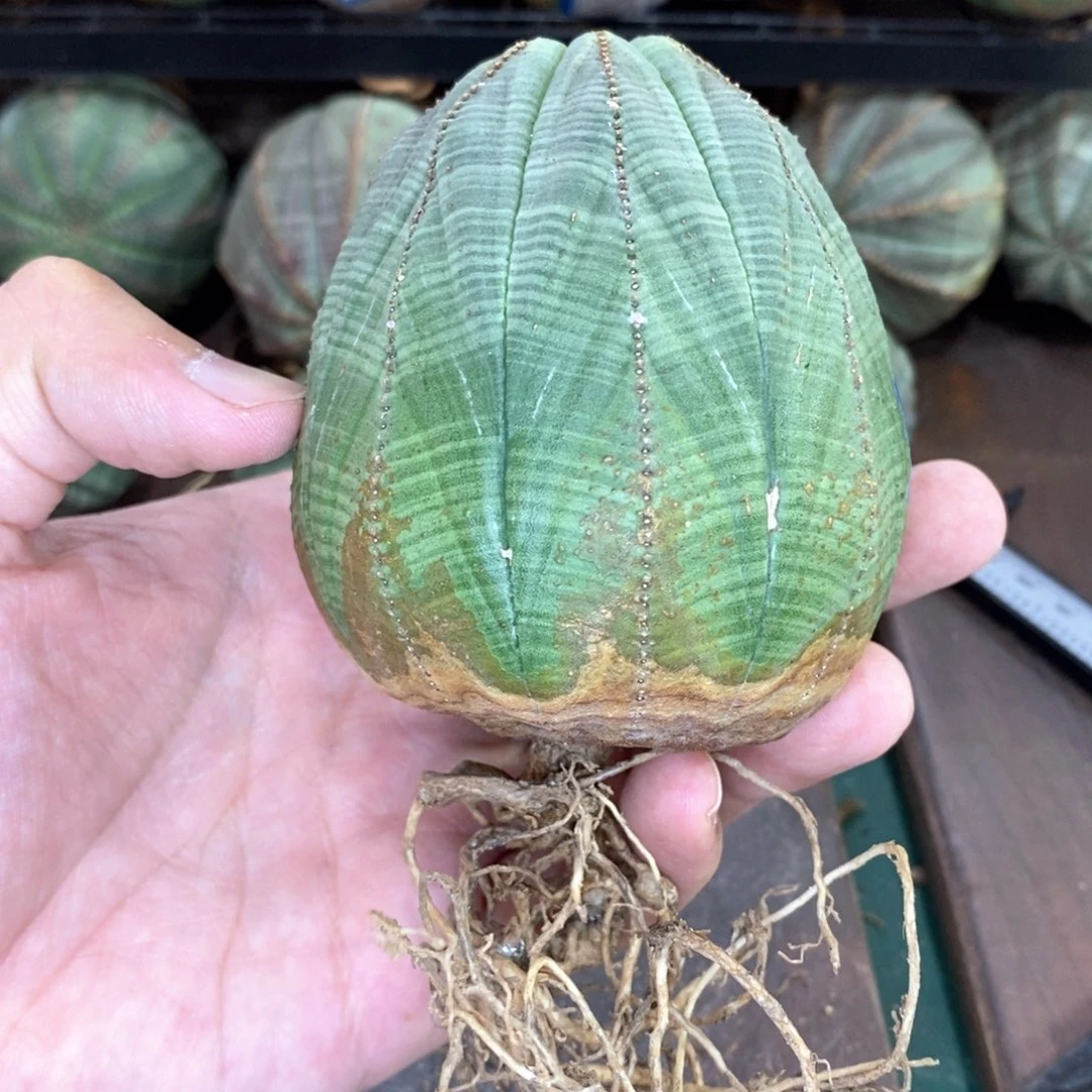 欧系实生布纹球多肉植物