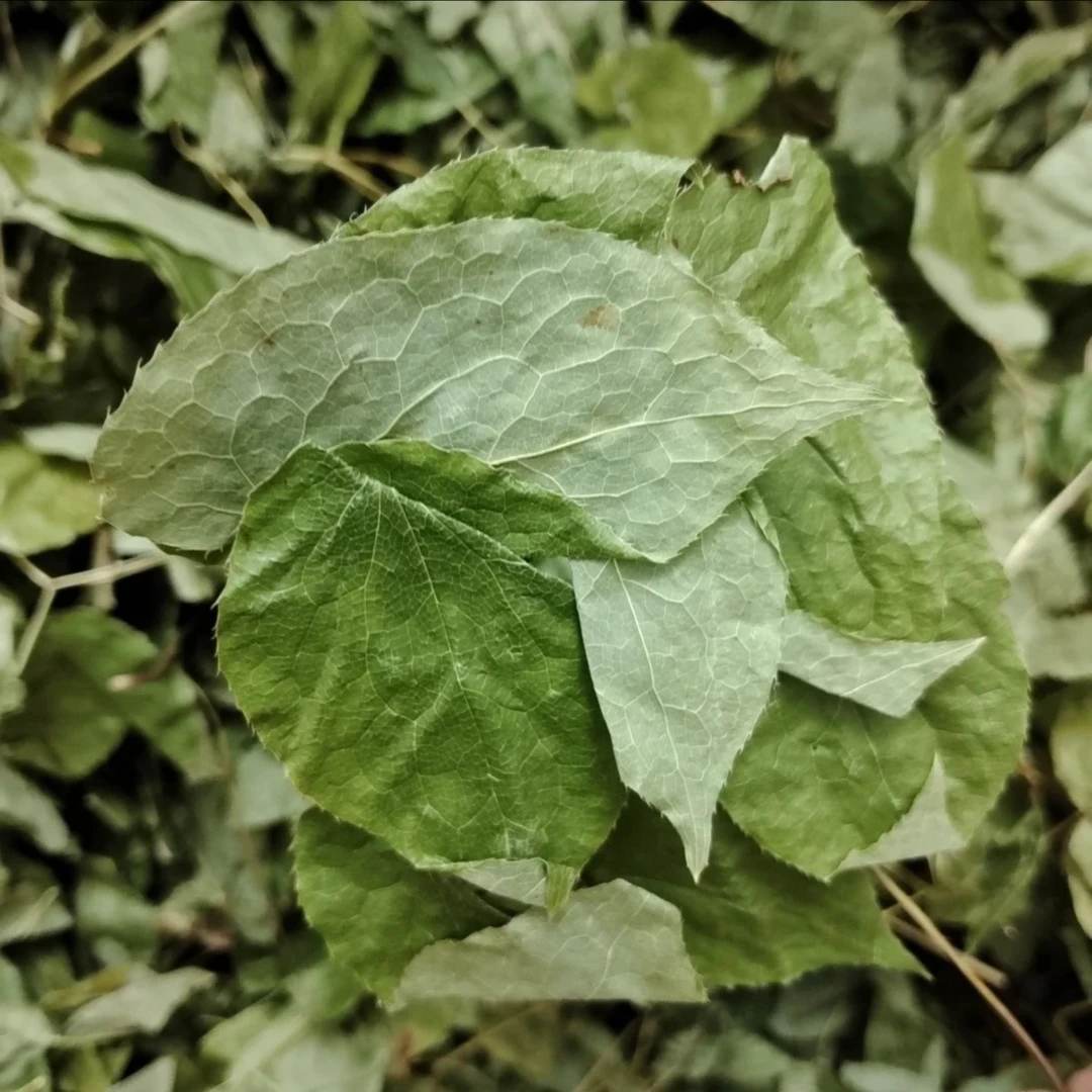 【小北直播专属】50g东北长白山土特产草
