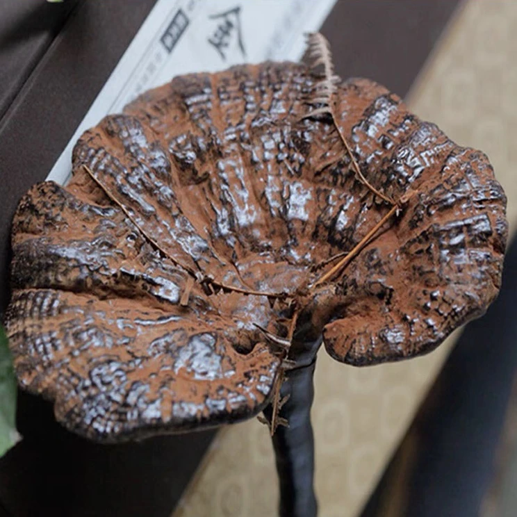 现收山货 黑灵芝250克500克土特产食用农产品可搭配枸杞煲汤