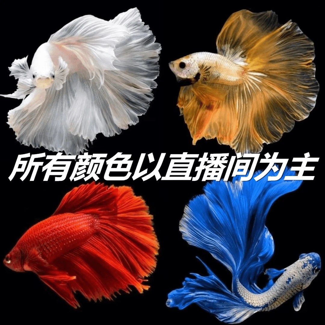 17（385-408）精品泰国斗鱼小型热带观赏鱼半月狮王（直播间选鱼）