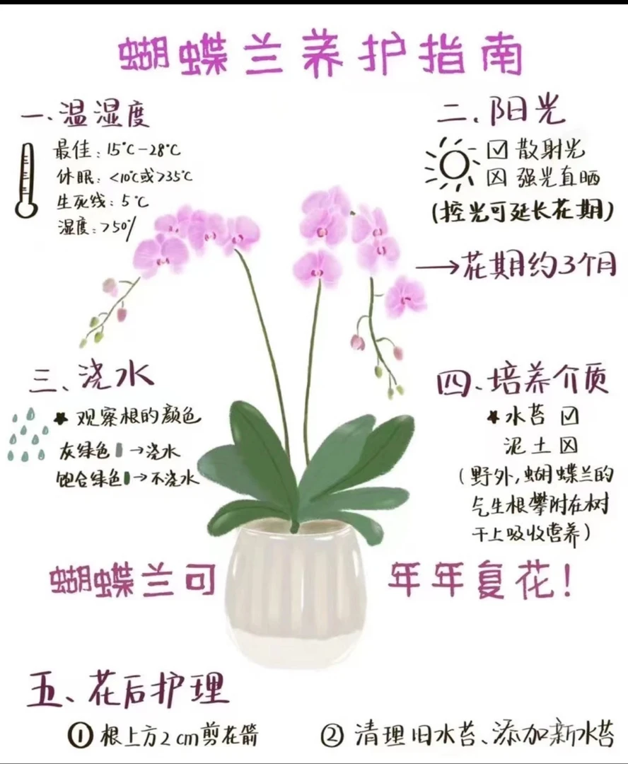 【多彩蜜桃】蝴蝶兰精品室内鲜花绿植送礼亲戚礼物