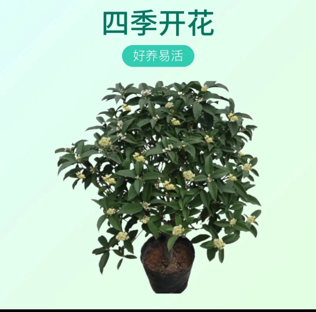 八年精品四季桂四季常青好养易活花期长室内外阳台庭院花卉花香