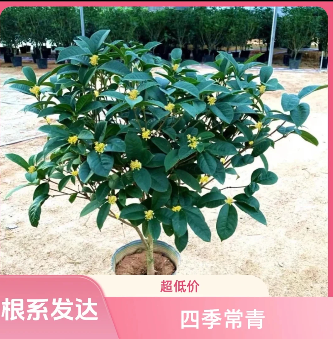 5年精品苗四季桂花高度（55cm)四季开花好养易活阳台庭院花卉绿植