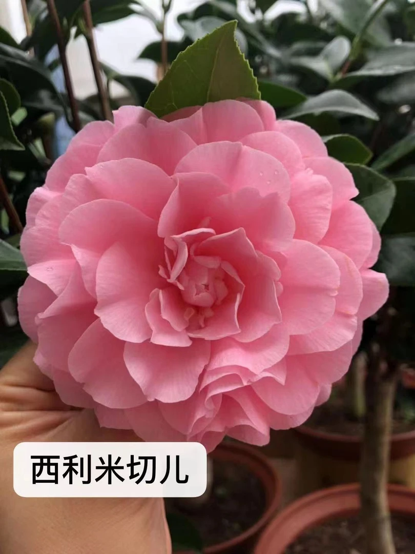 西利米切尔名贵精品茶花稀有品种紫粉色树苗盆栽花卉绿植室内庭院