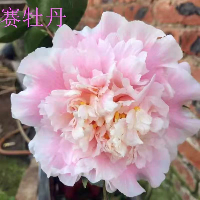 赛牡丹巨型花优质品种茶精品稀有花卉盆栽绿植阳台庭院