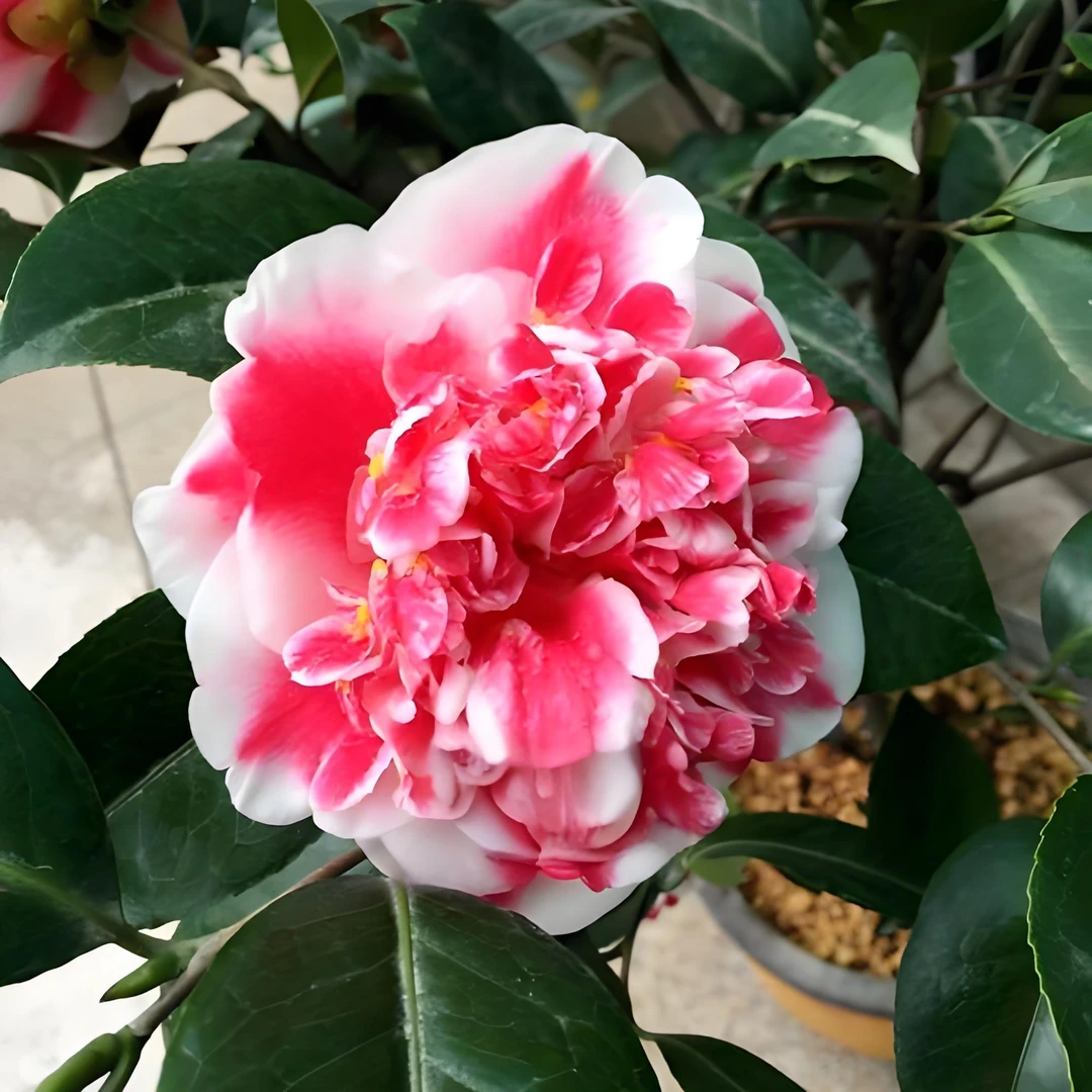 彩虹天使名贵稀有品种茶花室内外阳台庭院精品盆栽花卉绿植