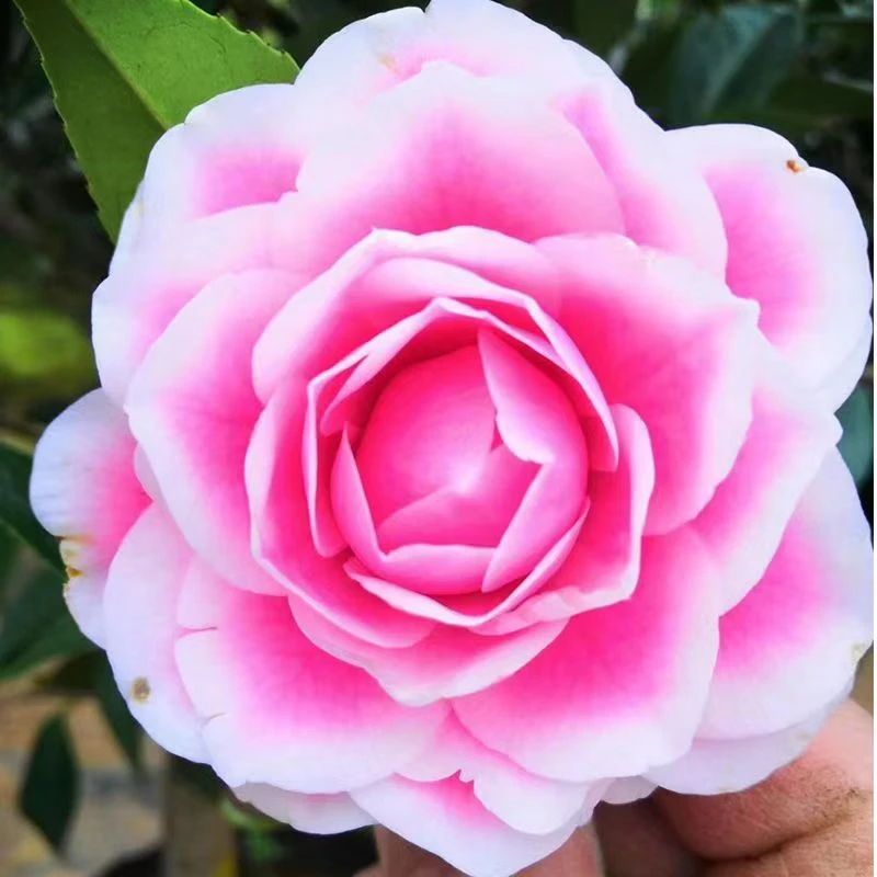 马可波罗名贵稀有茶花品种嫁接老桩盆栽地栽花卉好养耐寒