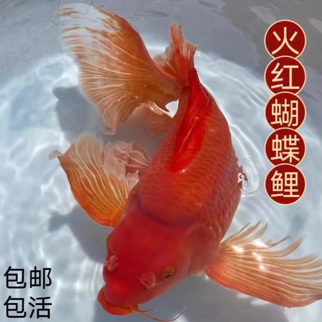 【红色蝴蝶鲤】红色蝴蝶鲤球体观赏鱼红球大鳍大尾巴