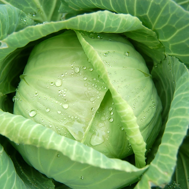 南汇露天霜打卷心包菜3斤