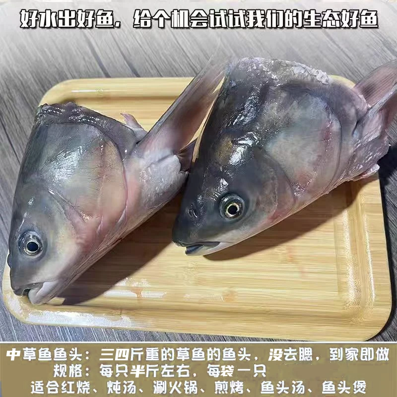 江西鲜活草鱼头淡水鱼皖鱼活鱼宰杀冷冻商用食材炖汤焖红烧煮真空