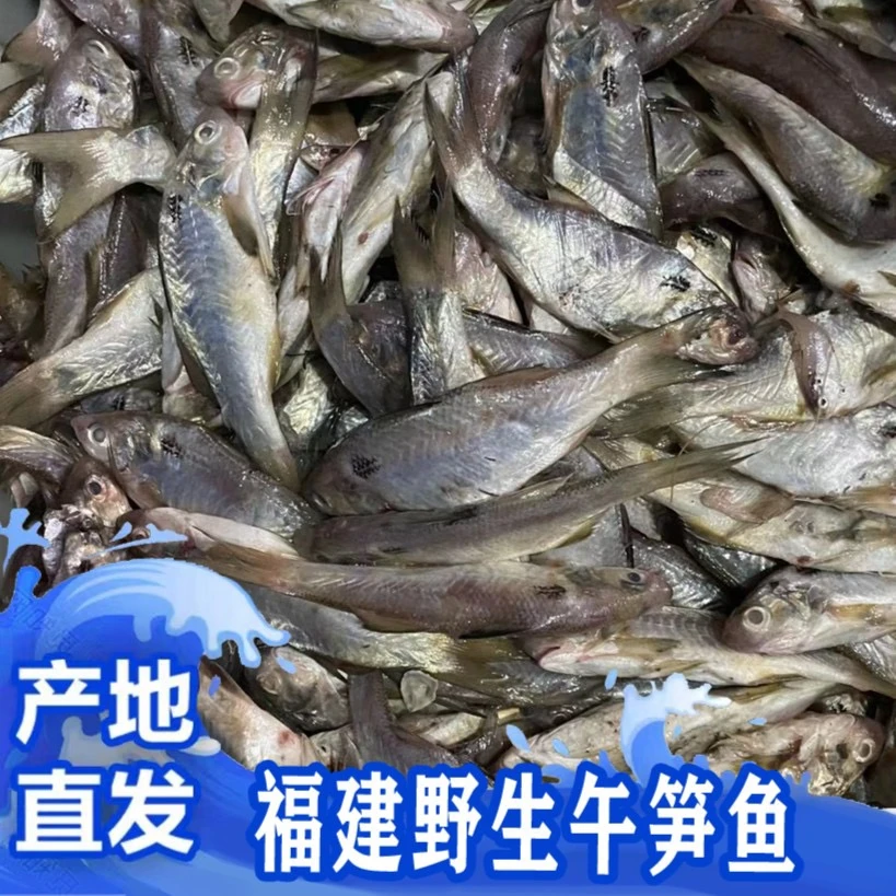 福建啊三海鲜【野生午笋鱼】新鲜寄顺丰