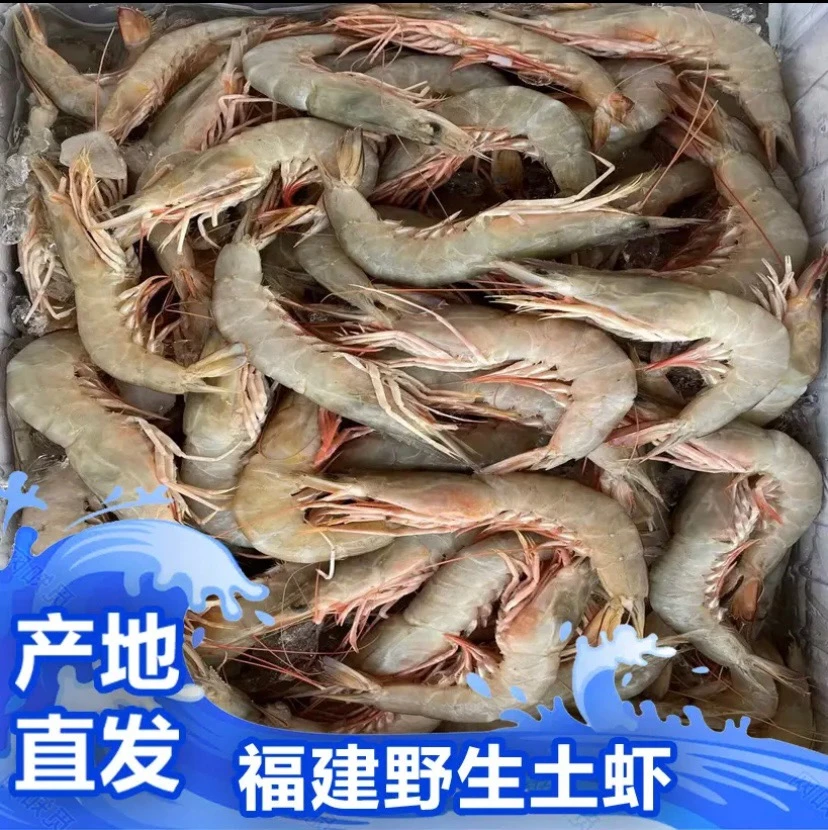 福建啊三海鲜【野生土虾】新鲜寄顺丰