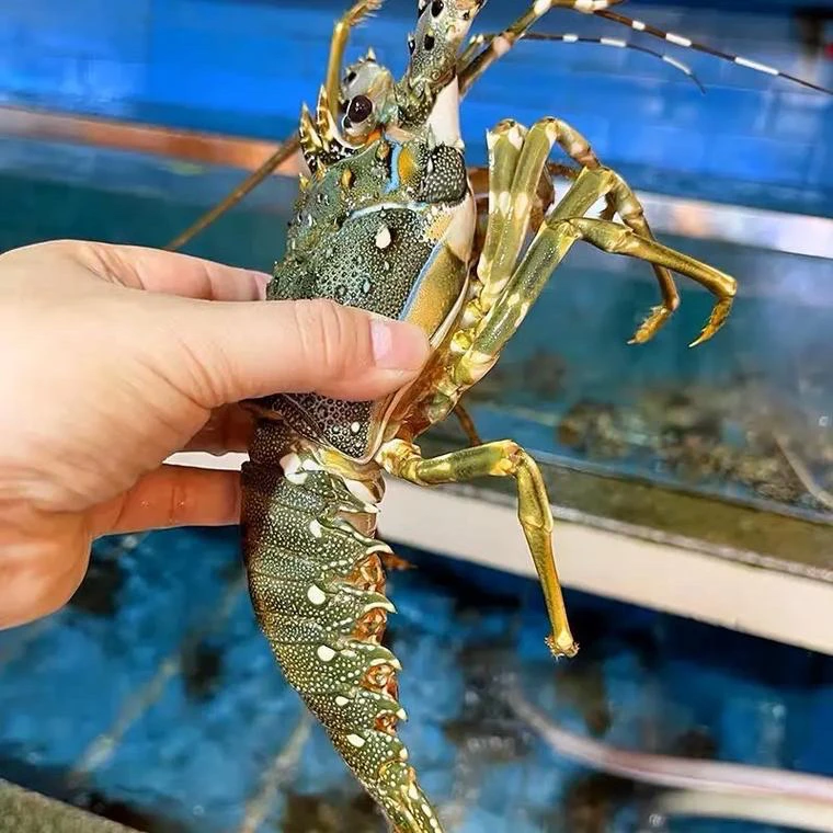 【野生小青龙/龙虾】肉质肥美 高端海鲜送礼佳品