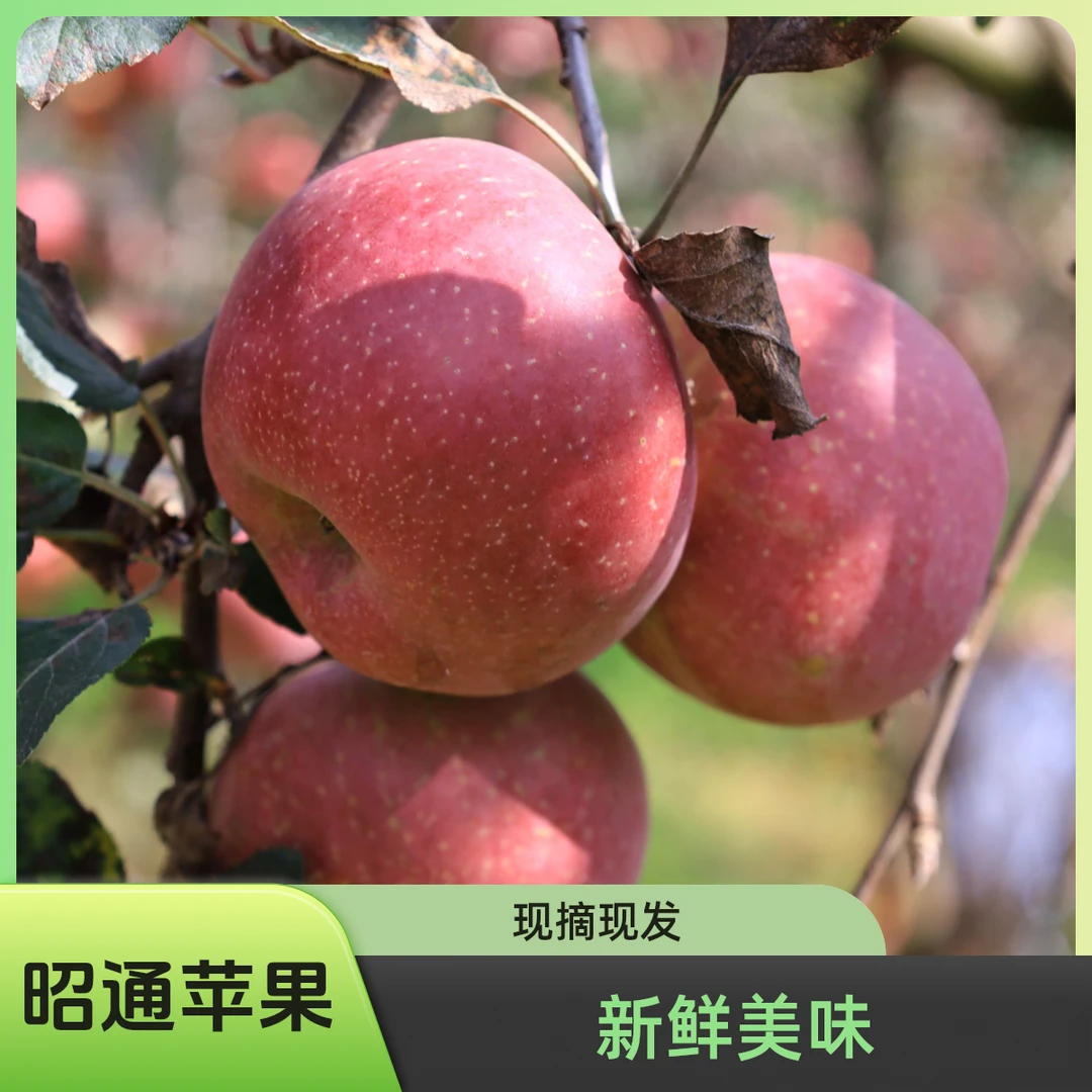 【精选大果】昭通苹果丑苹果红富士苹果产地现摘现发新鲜水果箱装